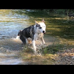 Meet your Posher, Dane